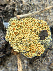 Caloplaca subpyraceella