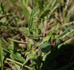 Verbena californica