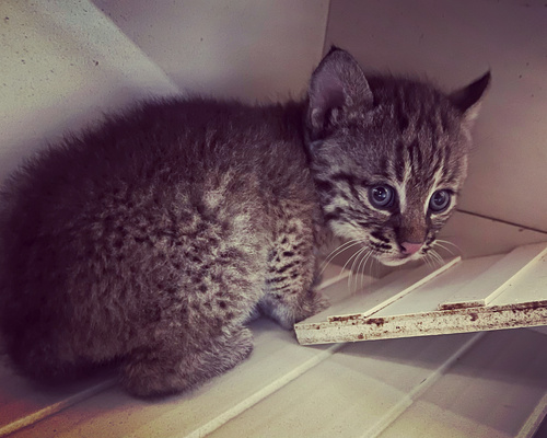 Bobcat photographed in Tennessee