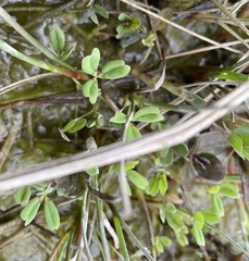 Trifolium wormskioldii