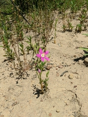 Zeltnera muehlenbergii