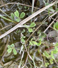 Trifolium wormskioldii