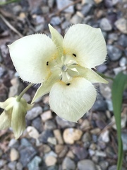 Calochortus apiculatus