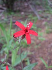 Silene virginica