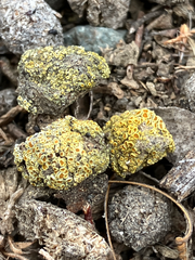 Caloplaca subpyraceella