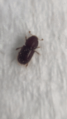 Coccotrypes dactyliperda