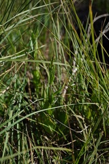 Verbena californica