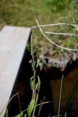 Verbena californica