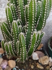 Magnoliopsida