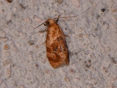 Cochylis bucera