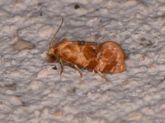 Cochylis bucera