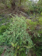 Hypericum aegypticum webbii