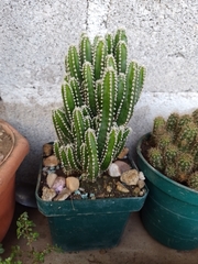 Magnoliopsida