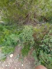 Hypericum aegypticum webbii