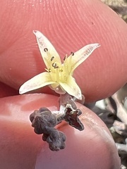 Dudleya attenuata attenuata