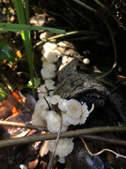 Marasmiellus alliiodorus