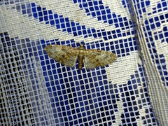 Eupithecia dodoneata