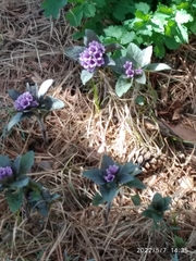 Physochlaina physaloides