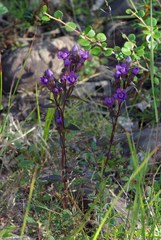 Gentianella auriculata