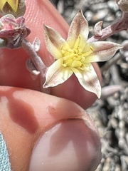 Dudleya attenuata attenuata