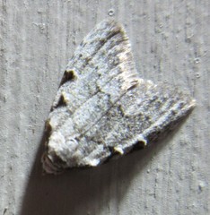 Nola triquetrana