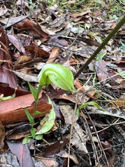 Pterostylis obtusa