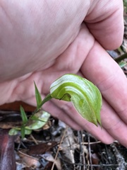 Pterostylis obtusa