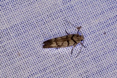 Lichenaula onychodes