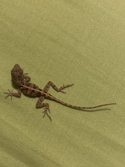 Anolis