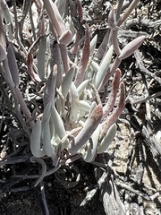 Dudleya attenuata attenuata