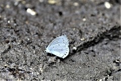 Celastrina lavendularis himilcon