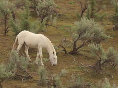 Artemisia tridentata tridentata