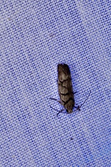 Lichenaula onychodes