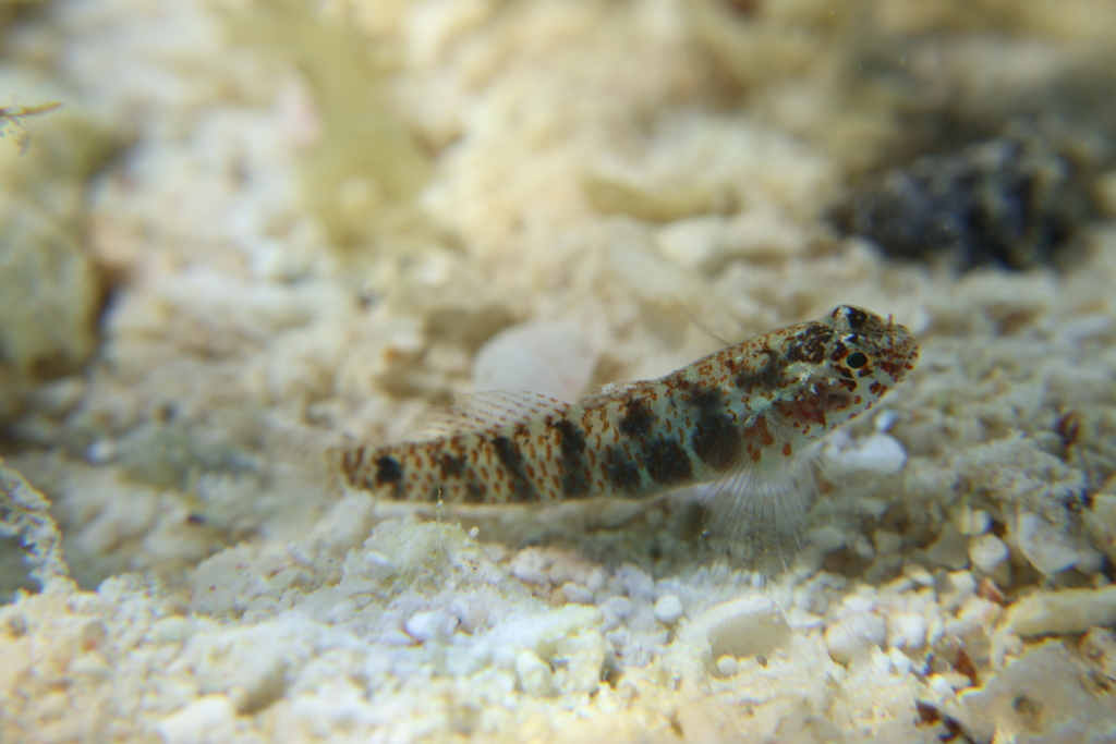 Greenbanded pygmy goby (Eviota zonura) — Gobiidae