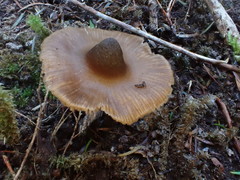 Entoloma brevispermum