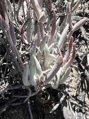 Dudleya attenuata attenuata