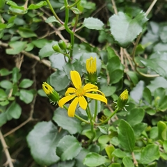 Senecio bryoniifolius