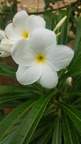 Plumeria pudica (Plumeria pudica)
