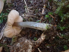 Entoloma brevispermum