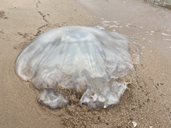Rhopilema hispidum