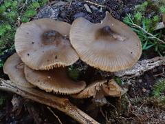 Entoloma brevispermum
