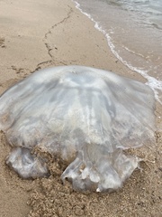 Rhopilema hispidum