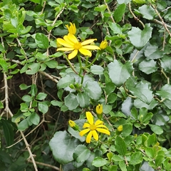 Senecio bryoniifolius