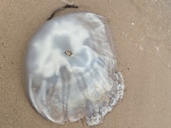 Rhopilema hispidum