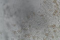 Entoloma brevispermum