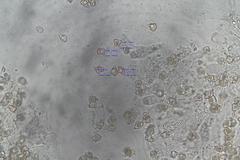 Entoloma brevispermum