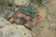 Astragalus calycinus
