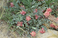 Astragalus calycinus