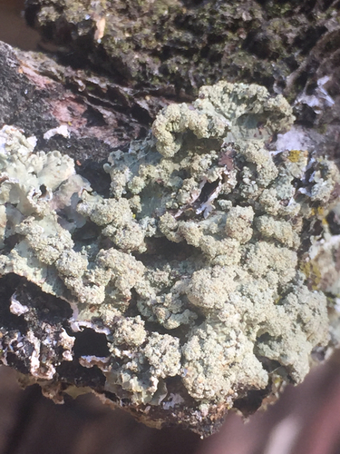 iNaturalist observation photo of Ruffle Lichens