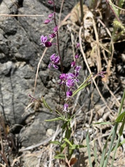 Streptanthus glandulosus hoffmanii